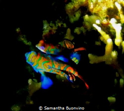 mating mandarin fish - privacy please! :) by Samantha Buonvino 